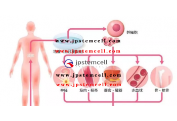自体干细胞的提取与培养